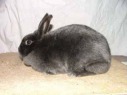 Male Satin Rabbits for Sale