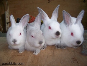 Pet Bunny Rabbits