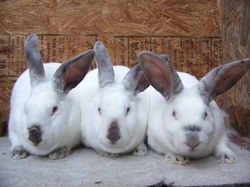 Californian Rabbits for Sale