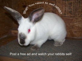 Post Free Rabbit Ads