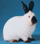 Californian Rabbits for Sale