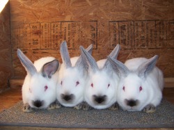 Californian Rabbits for Sale in Texas