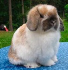 Lop Rabbits for Sale