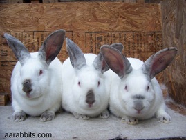 Rabbit Trio