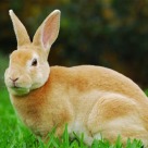 Mini Rex Rabbits for Sale