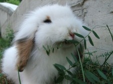 Angora Rabbits for Sale