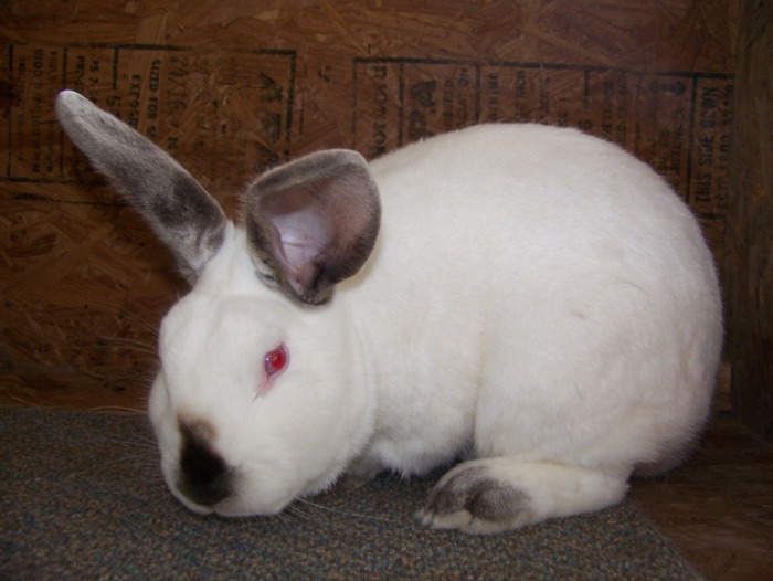 californian rabbits. Rabbits for sale in Texas