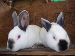 Quality Californian Rabbits for Sale