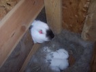 Mother rabbit looking in nestbox