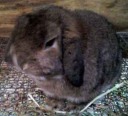 Holland Lop Rabbits for Sale