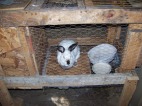 Wooden rabbit cage